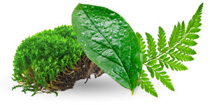 Fulvic Acid